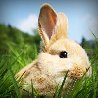 /album/nelly-valenzuela/photolia-a03-jpg/